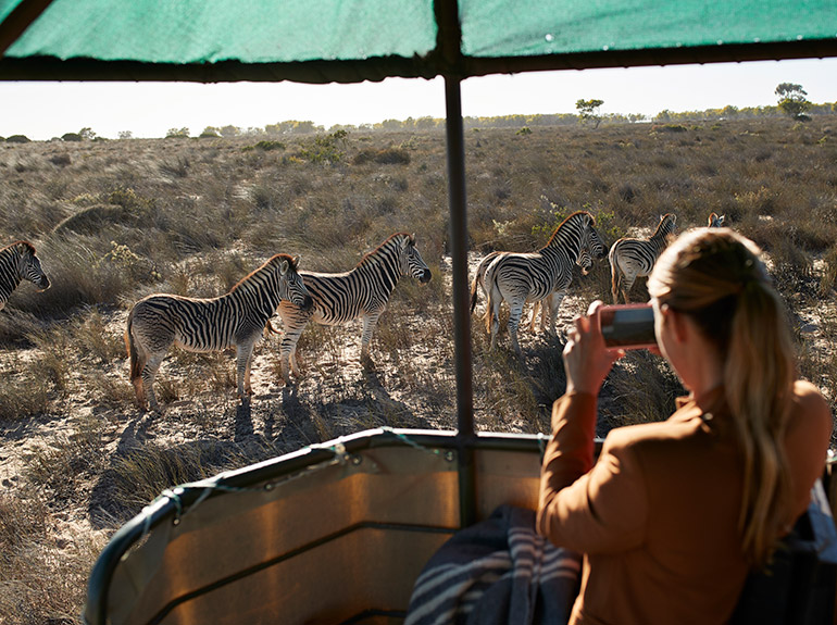A students takes a photograph of zebras during a safari in Botswana.
