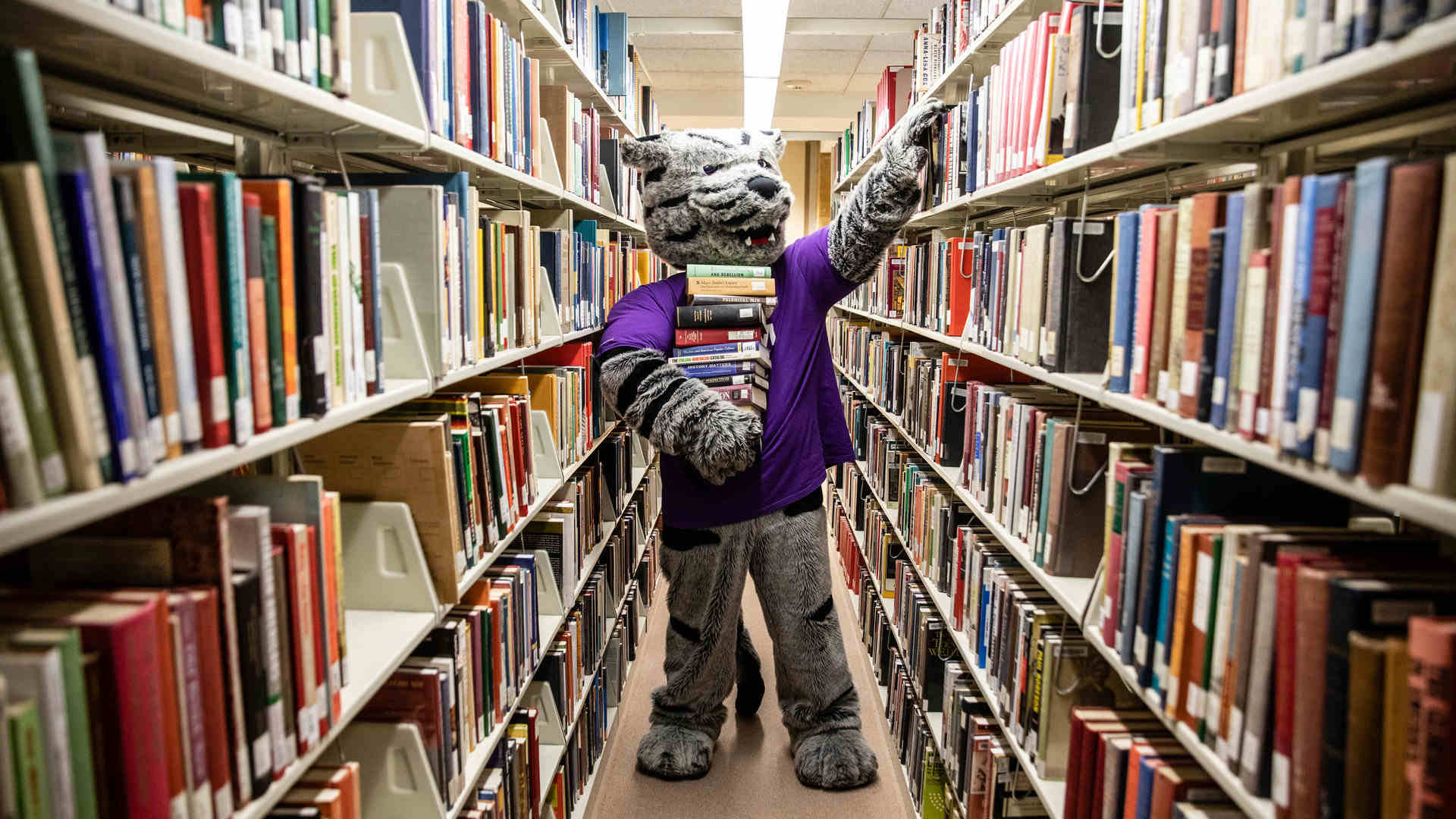 The St. Thomas mascot Tommie holds an armful of books while standing by shelves in the O’Shaughnessy-Frey Library. 