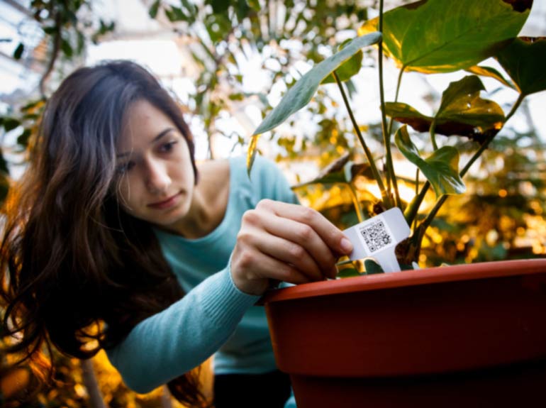 A student places a QR code tag in a potted plant in one of the Biology Greenhouses. 