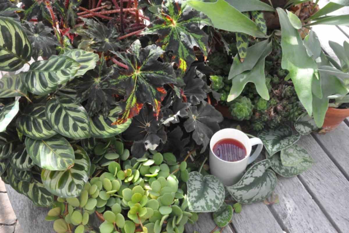 A tea cup in front of potted plants.