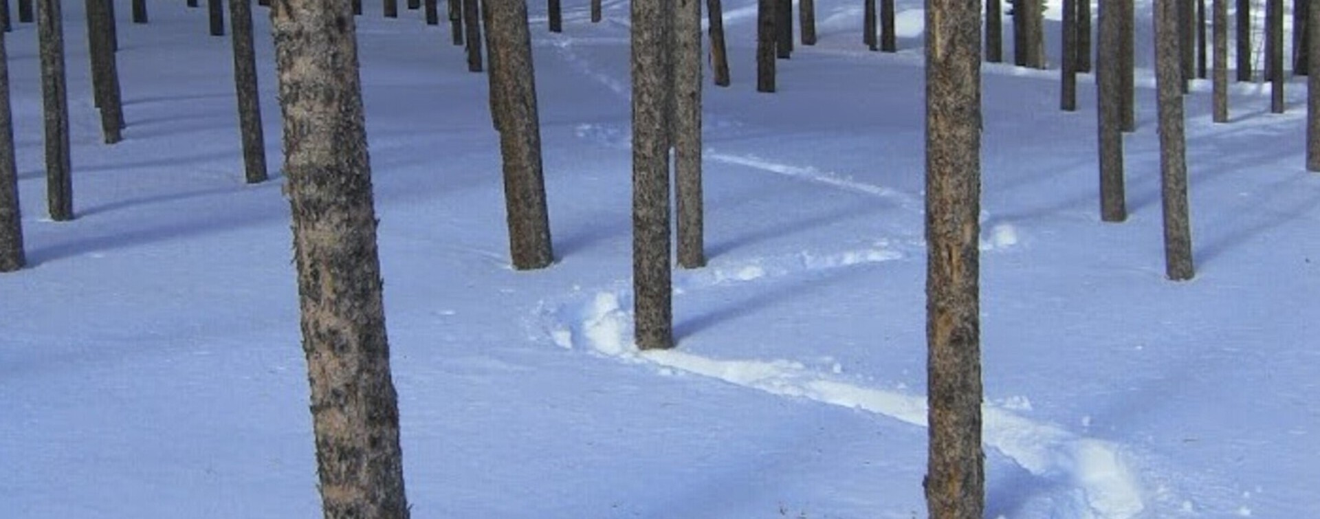 snow tracks through a forest