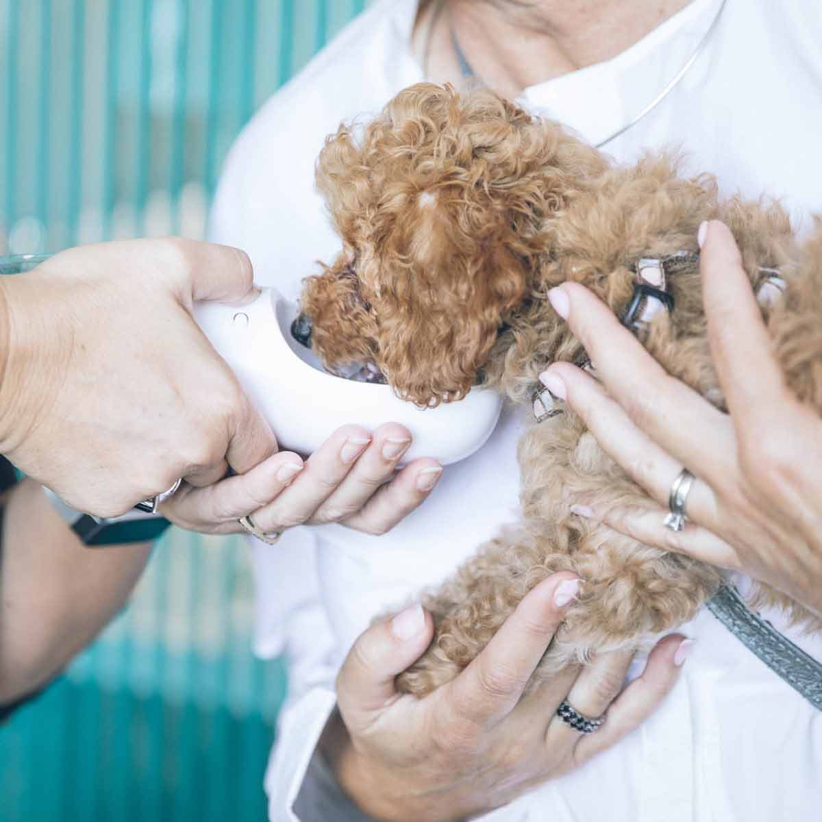 A veterinarian holds a medical device to the snout of a puppy as its owner holds it in their arms. 