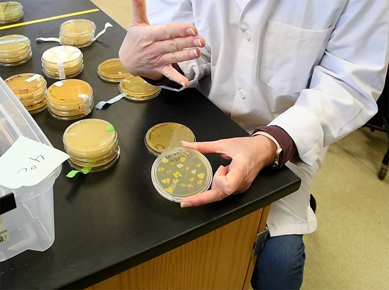 A student examines soil bacteria in the lab.